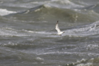 Zwartkopmeeuw, op trek / Mediterranean Gull, migrating, oktober 2014