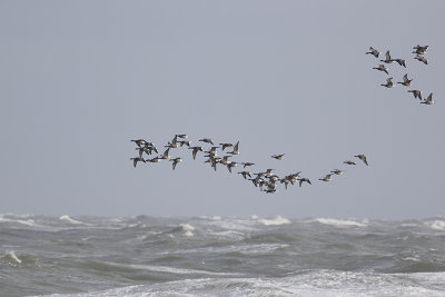 Rotganzen, op trek / Brent Geese, migrating, oktober 2014