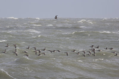 Rotganzen, op trek / Brent Geese, migrating, oktober 2014