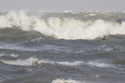 Zeekoeten, op trek / Common Murres, migrating, oktober 2014