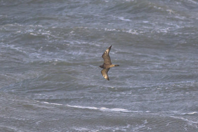 Middelste Jager, op trek / Pomarine Skua, migrating, oktober 2014