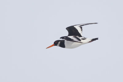 Scholekster, op trek / Oystercatcher, migrating, oktober 2014