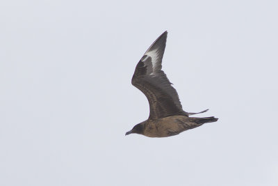 Grote Jager, op trek / Great Skua, migrating, oktober 2014