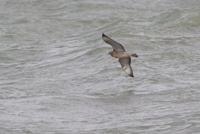 Middelste Jager, op trek / Pomarine Skua, migrating, oktober 2014