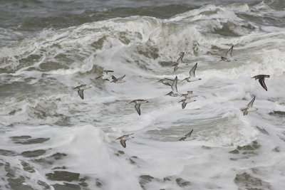 Zeetrek langs Westkapelle / sea bird migration along Westkapelle - October 2014
