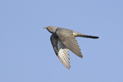 Koekoek / Common Cuckoo, mei 2014