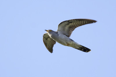 Koekoek / Common Cuckoo, mei 2014