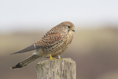 Torenvalk / Common Kestrel, januari 2014