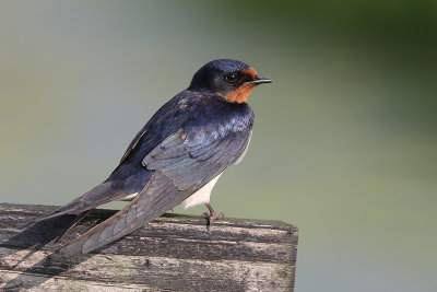 Boerenzwaluw / Barn Swallow, mei 2012