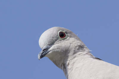 Turkse Tortel / Collared Dove, mei 2014