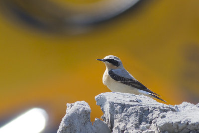 Tapuit / Northern Wheatear, april 2014