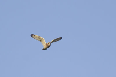 Velduil / Short-eared Owl, november 2014