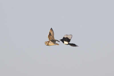 Velduil, verjaagd door Ekster / Short-eared Owl, chased by Magpie, november 2014