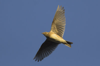 Veldleeuwerik / Sky Lark, november 2014