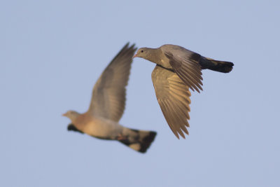 Holenduif / Stock Dove, november 2014