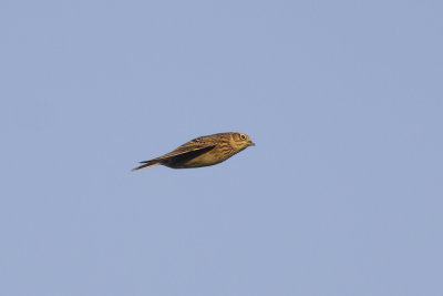 Veldleeuwerik / Sky Lark, november 2014