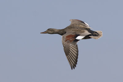 Krakeend / Gadwall, May 2014