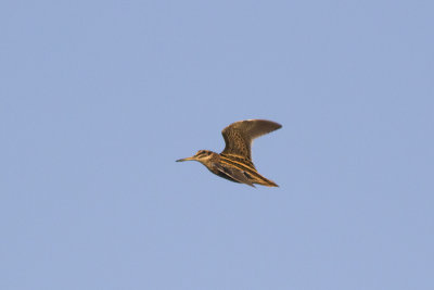 Bokje / Jack Snipe