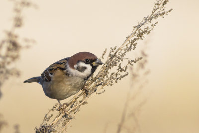 Ringmus / Tree Sparrow