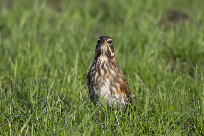 Koperwiek / Redwing