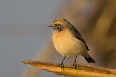 Bonte Tapuit / Pied Wheatear