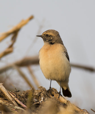 Bonte Tapuit / Pied Wheatear