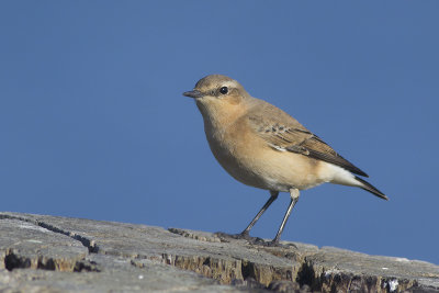Tapuit / Northern Wheatear