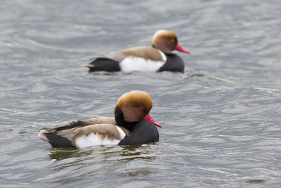 Krooneend / Red-crested Pochard