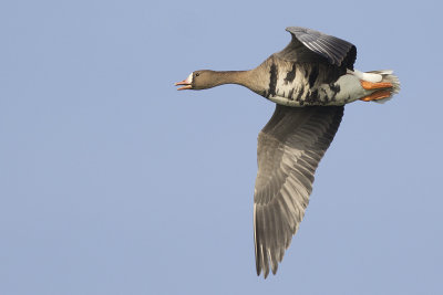 Greater White-fronted Goose