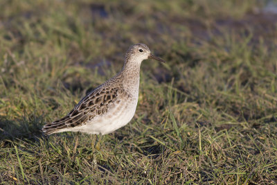 Kemphaan / Ruff