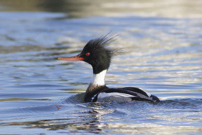 Middelste Zaagbek / Red-breasted Merganser
