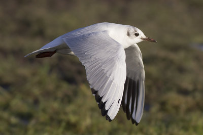Kokmeeuw / Black-headed Gull