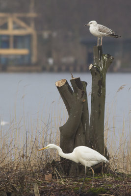 Pontische Meeuw / Caspian Gull, met Grote Zilverreiger / with Great Egret
