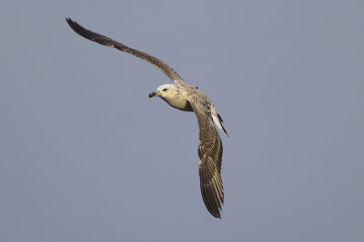 Pontische Meeuw / Caspian Gull