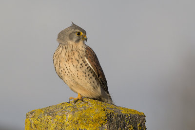 Torenvalk / Common Kestrel