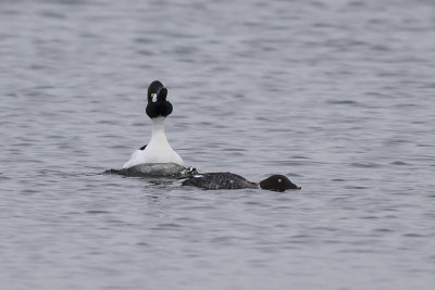 Brilduikers / Common Goldeneyes