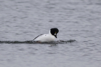 Brilduikers / Common Goldeneyes