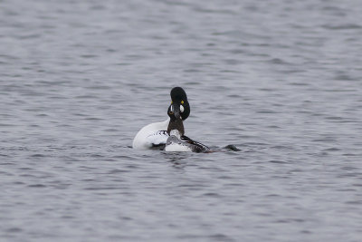Brilduikers / Common Goldeneyes
