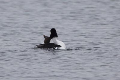 Brilduikers / Common Goldeneyes