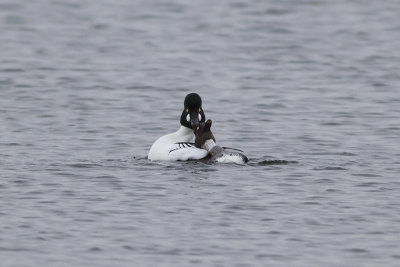Brilduikers / Common Goldeneyes