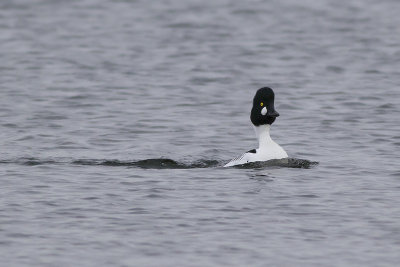 Brilduikers / Common Goldeneyes