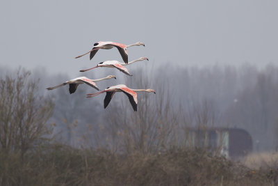 Flamingo's / Greater Flamingo's