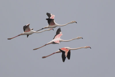 Flamingo's / Greater Flamingo's