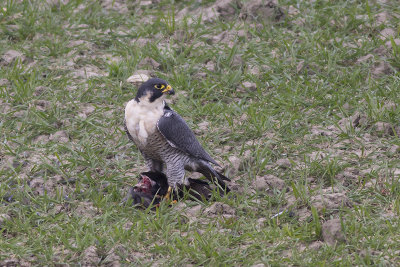Slechtvalk / Peregrine