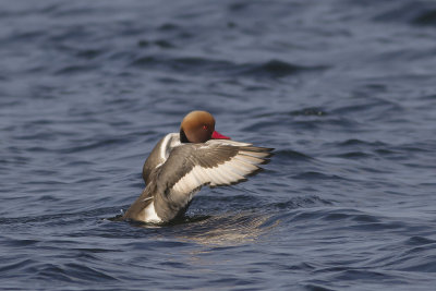 Krooneend / Red-crested Pochard