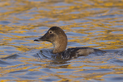 vrouwtje Tafeleend / female Common Pochard