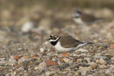 Kleine Plevier / Little Ringed Plover