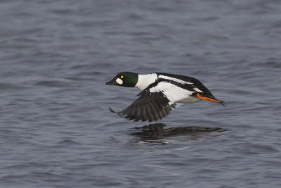 Brilduiker / Common Goldeneye
