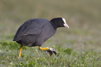 Meerkoet / Common Coot