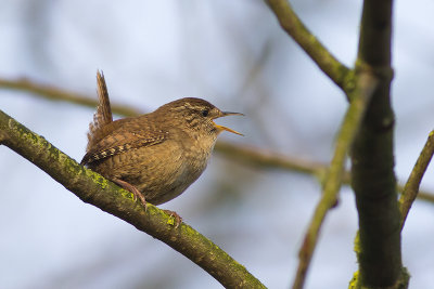 Winterkoning / Wren
